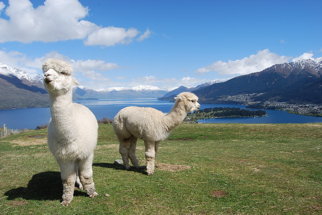 two alpaca on top of a mountain above a lake in New Zealand, the mood is refreshing and positive!