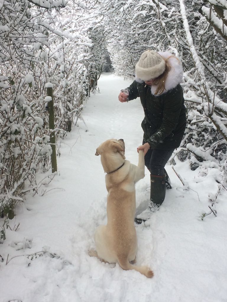 A snowy scene: a teenage girl offers a labrador a treat while walking down a path with wintery trees on both sides